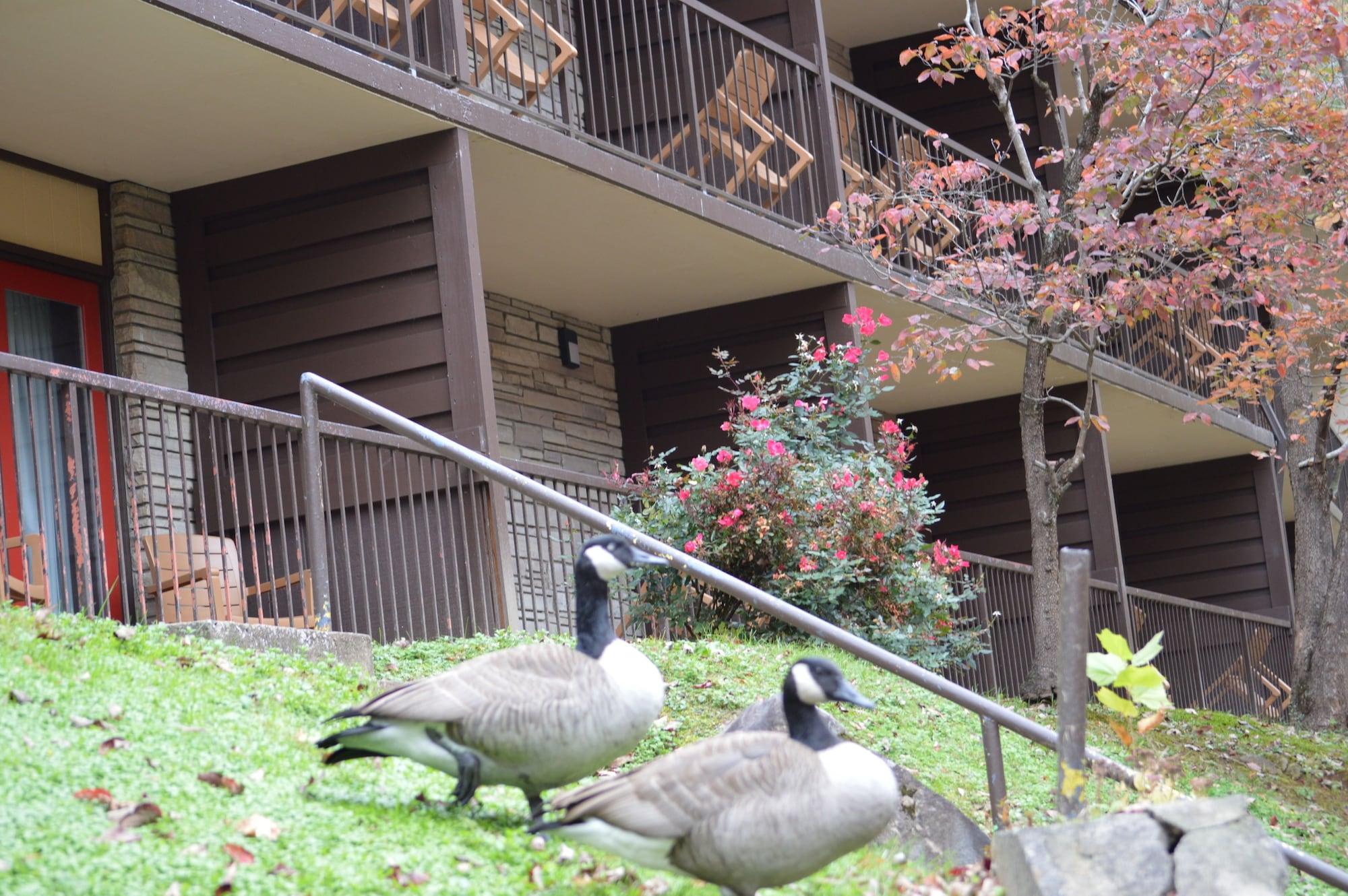 Econo Lodge Inn & Suites On The River Gatlinburg Exterior foto
